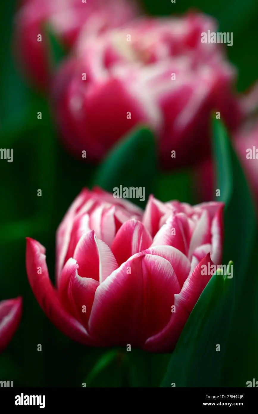 Fiori simili al tulipano: un'alternativa afmaravilloso - Quando fiorisce liriodendro fiori simili al tulipano - Quando fiorisce liriodendro