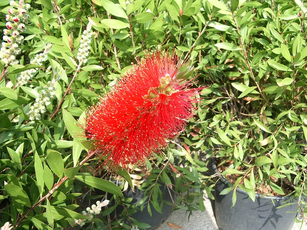 fiore spazzolino - Quando fiorisce lo spazzolino