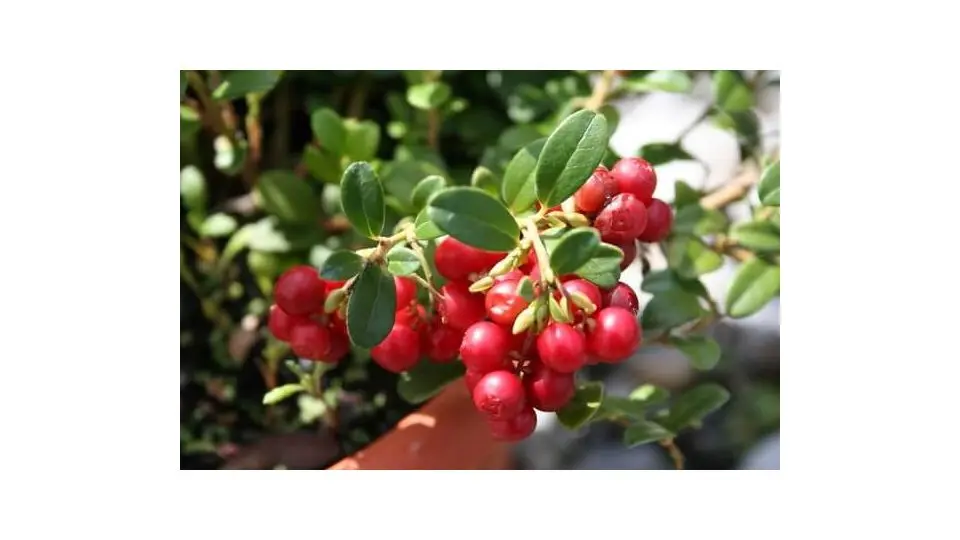 Fiore Mirtillo: Un Arbusto dal Fascino Naturale - Quando fiorisce mirtillo rosso fiore mirtillo - Quando fiorisce mirtillo rosso