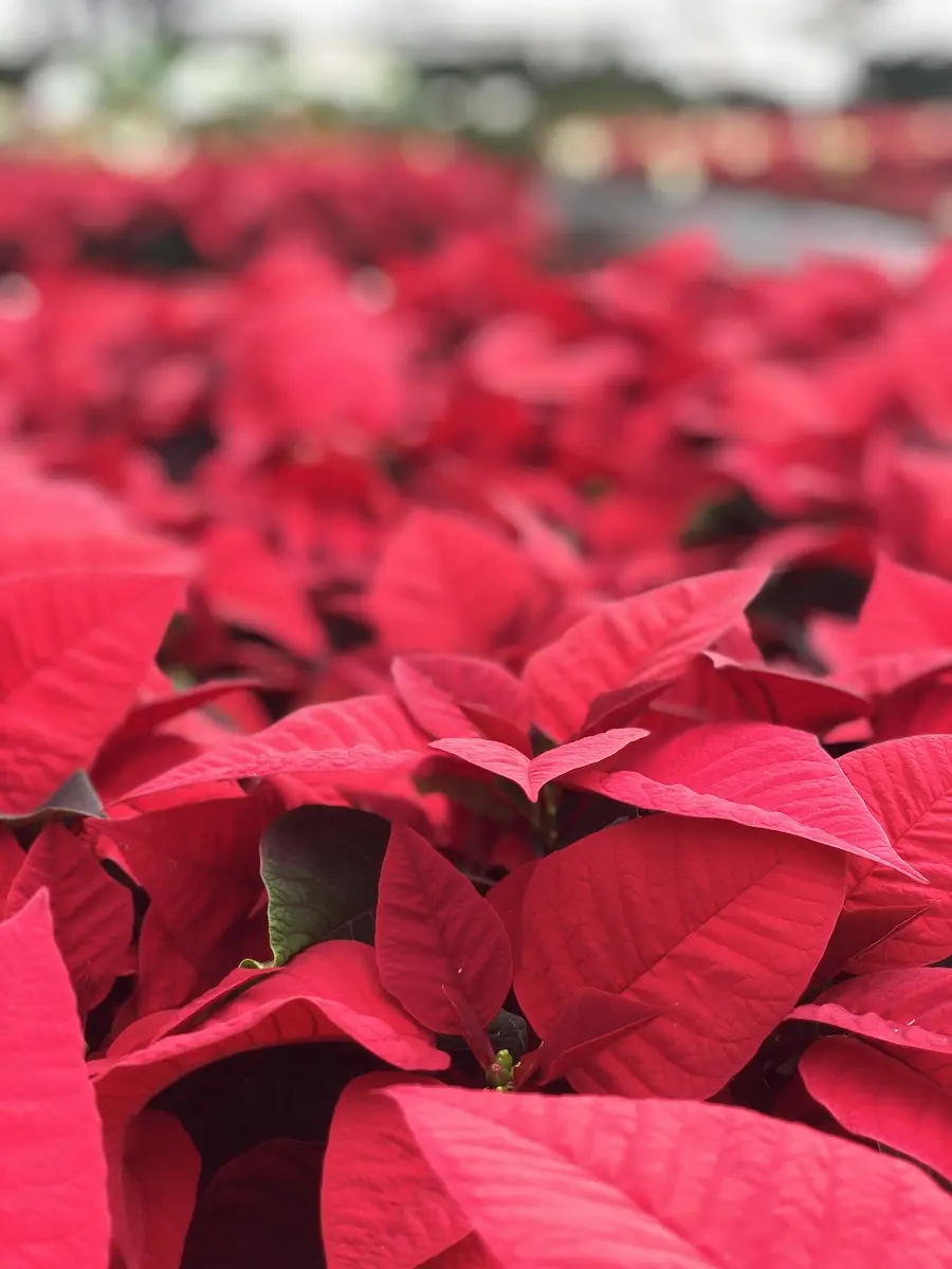 Stella di Natale Fiori: Consigli degli Esperti per Farli Durare tutto l'Anno - Quando fiorisce una Stella di Natale stella di natale fiori - Quando fiorisce una Stella di Natale