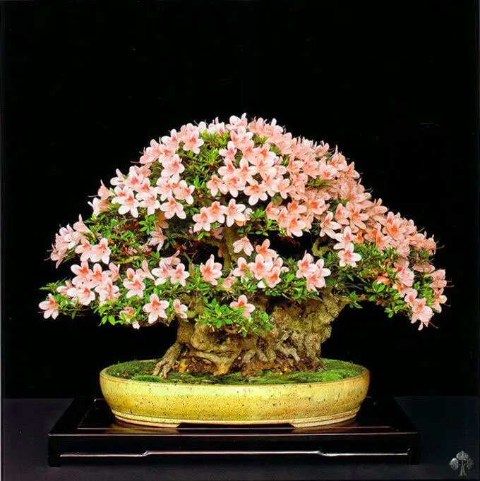 Bonsai Fioriti: Bellezza e Semplicità sul tuo Balcone - Quando fioriscono i Bonsai bonsai fioriti - Quando fioriscono i Bonsai
