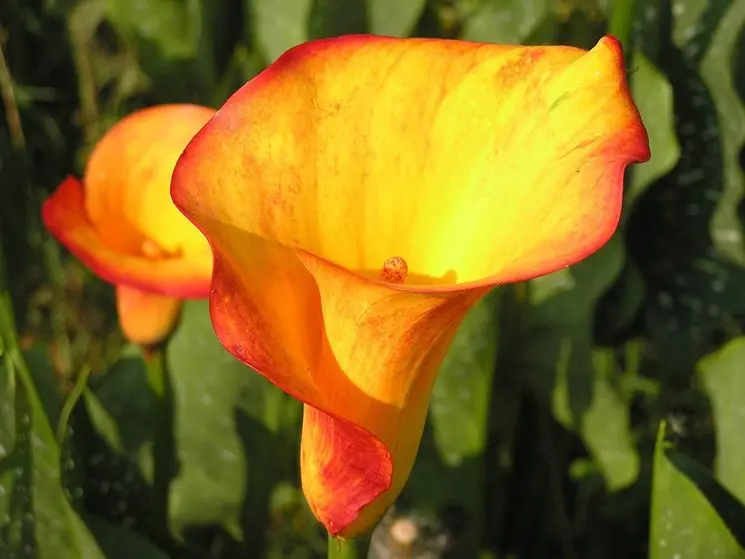 calli fiori - Quando fioriscono i calli