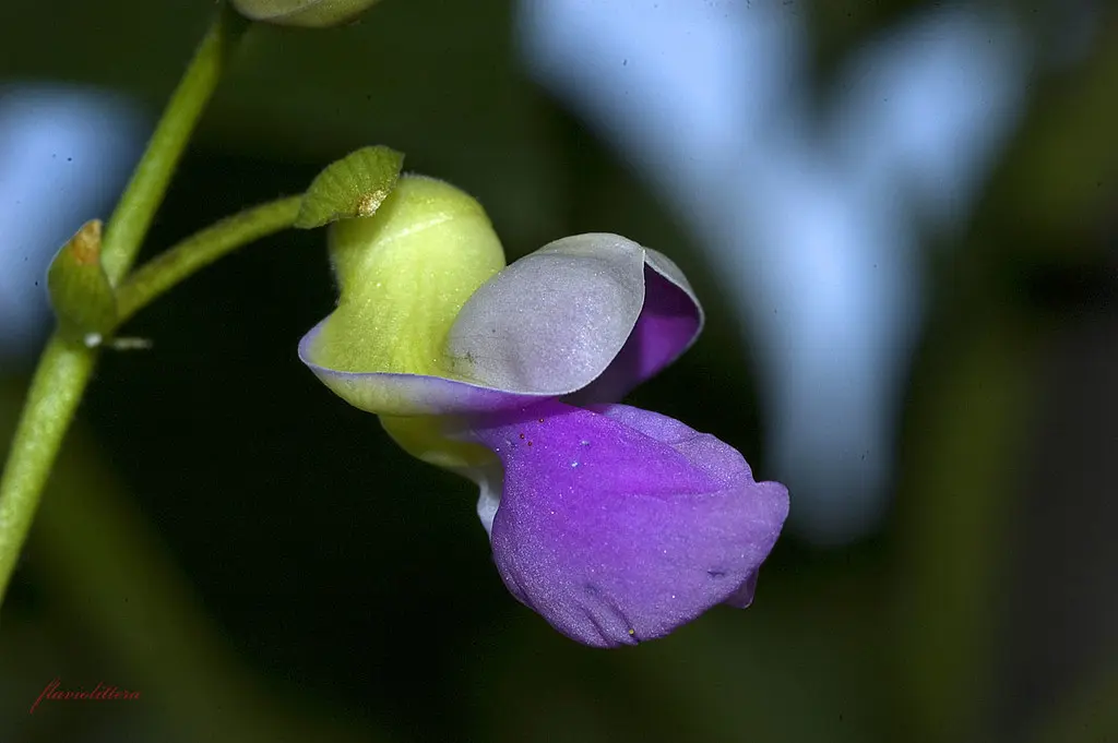 Fiore di Fagiolo: Un'elegante pianta rampicante - Quando fioriscono i fagioli fiore di fagiolo - Quando fioriscono i fagioli
