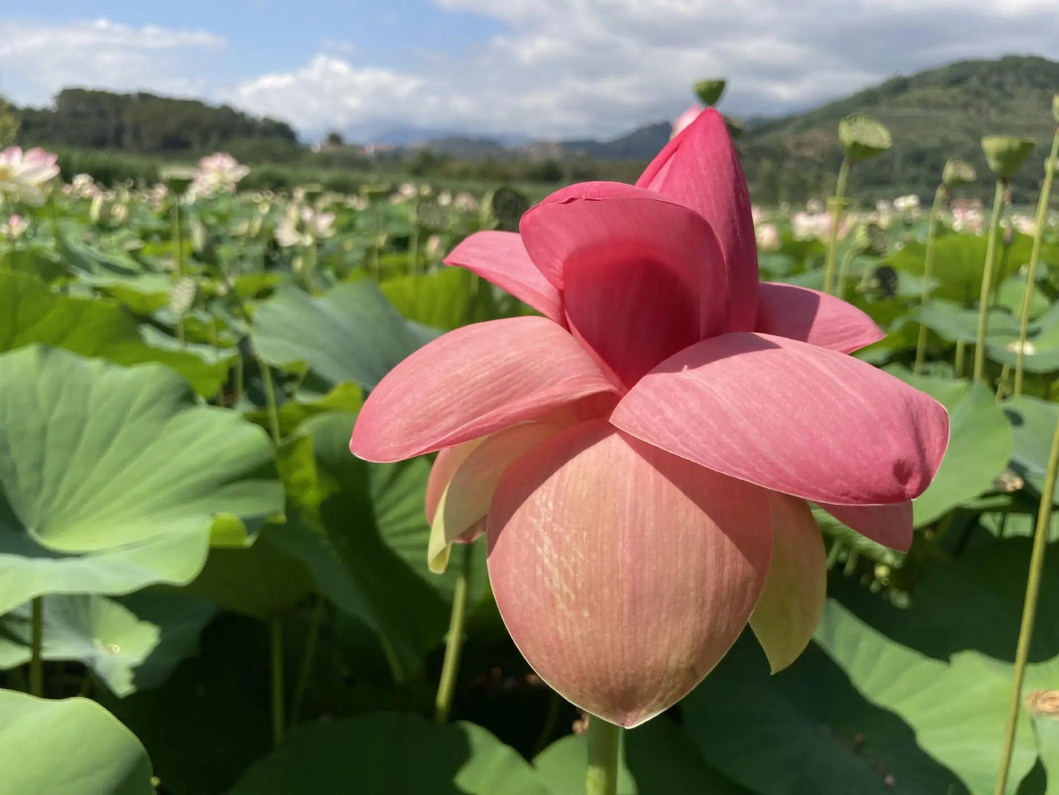 Quando fioriscono i fiori di loto a Massarosa - Quando fioriscono i fiori di loto a Massarosa fior di loto massarosa - Quando fioriscono i fiori di loto a Massarosa