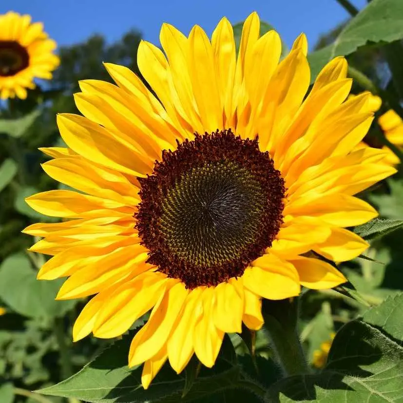 Fiori Girasoli: il Sole del Giardino - Quando fioriscono i girasoli fiori girasoli - Quando fioriscono i girasoli