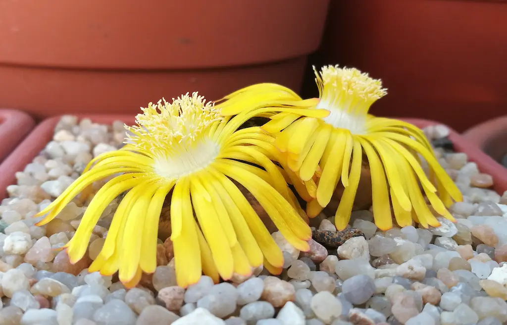 lithops fiore - Quando fioriscono i Lithops