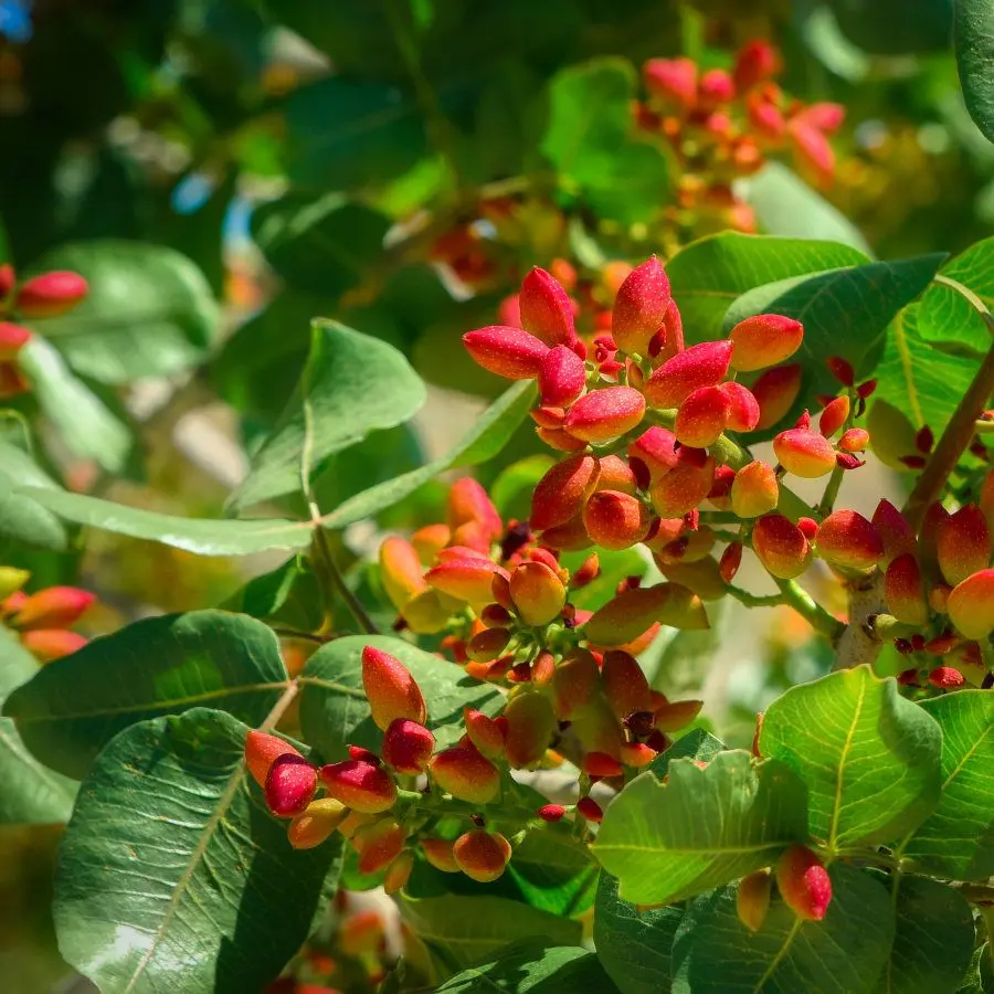 Fiore Pistacchio: Guida completa alla gestione agronomica - Quando fioriscono i pistacchi fiore pistacchio - Quando fioriscono i pistacchi