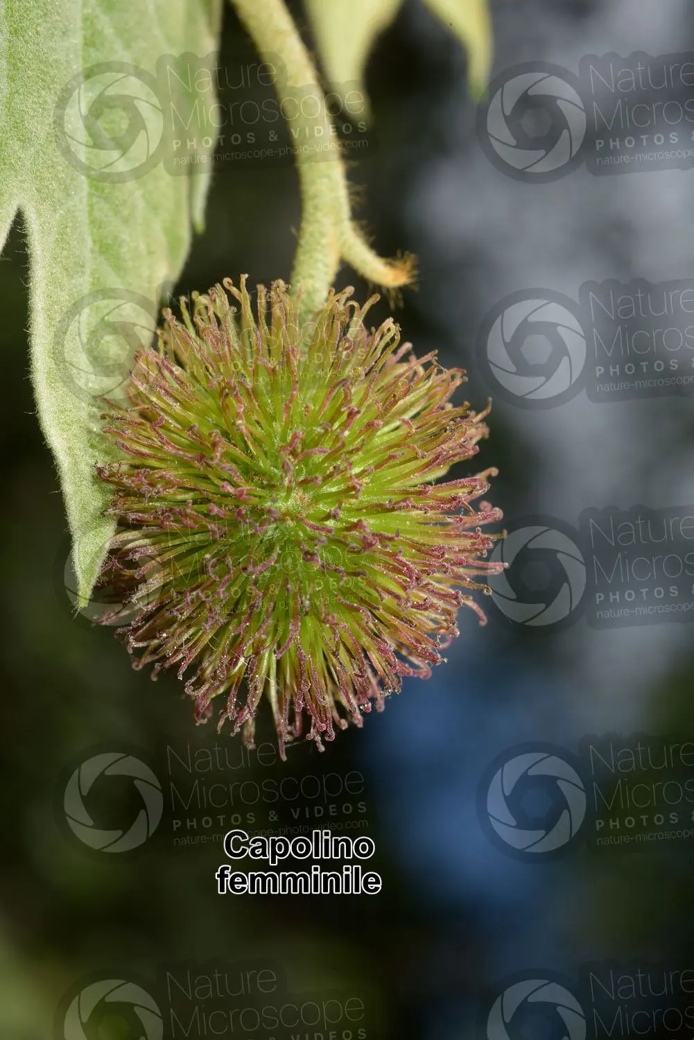 Il Platano Fiore: Un'albero Maestoso dalla Bellezza Unica - Quando fioriscono i platani platano fiore - Quando fioriscono i platani