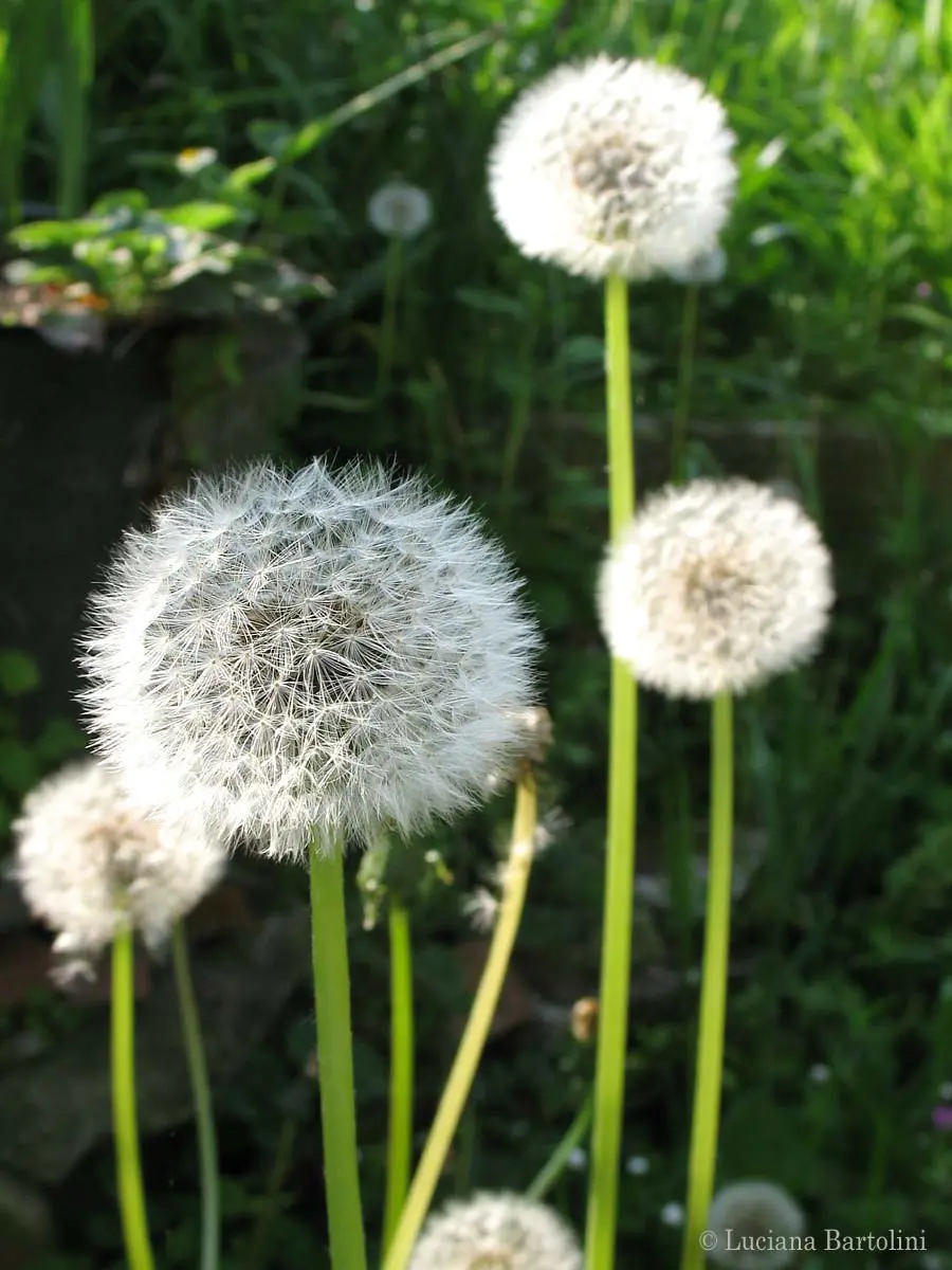 Fiore Soffioni: Un'Introduzione - Quando fioriscono i soffioni fiore soffioni - Quando fioriscono i soffioni