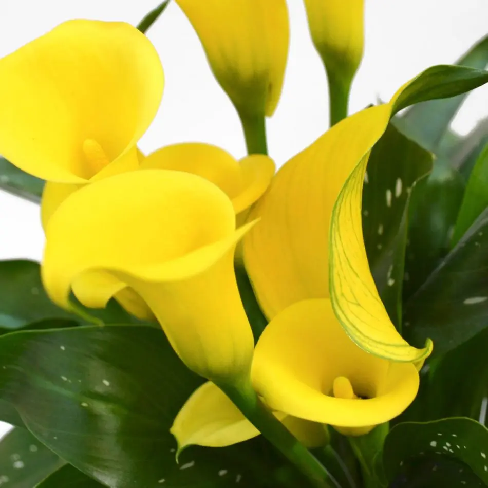 fiore calla gialla - Quando fioriscono le calle gialle