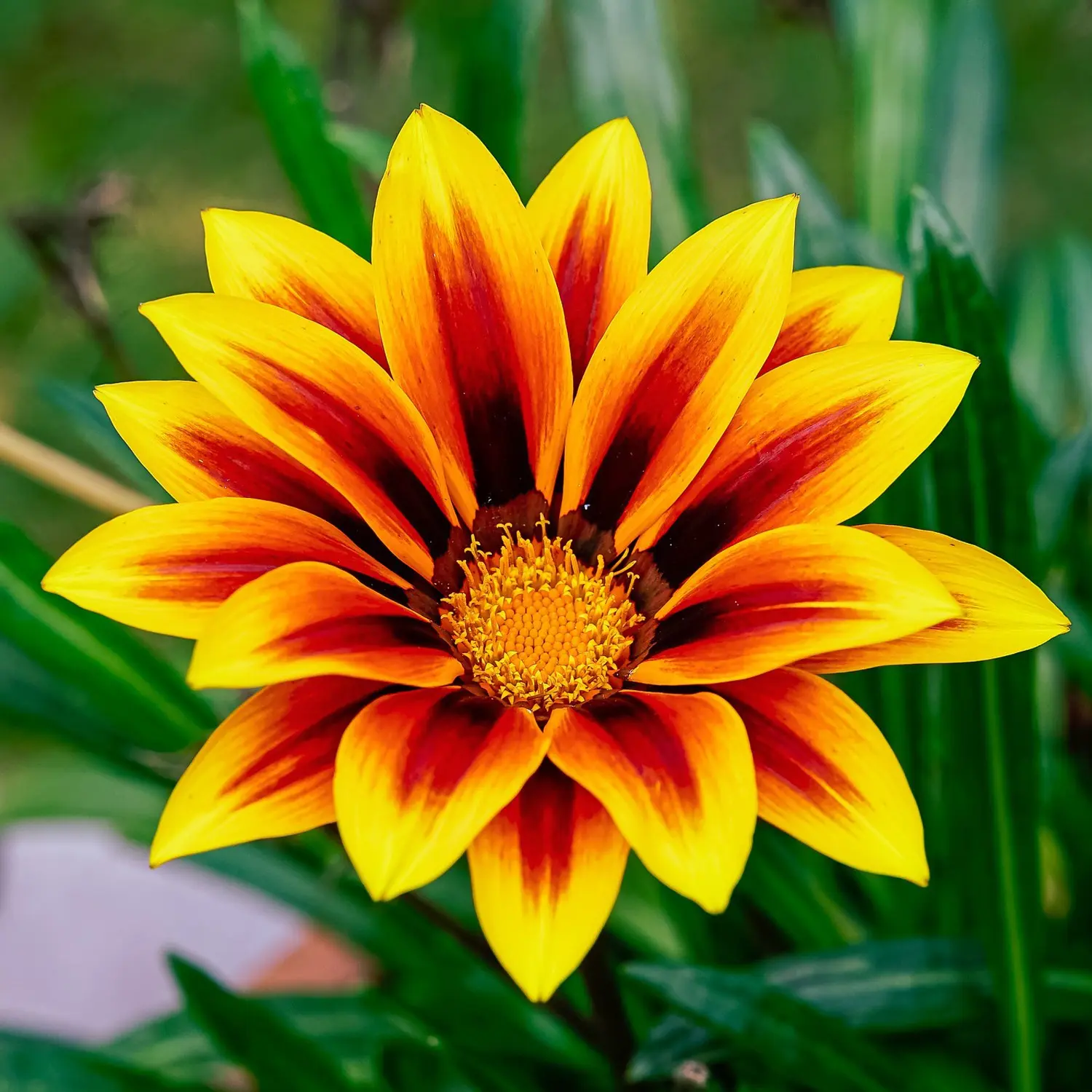 Gazania Fiore: Una guida completa sulla coltivazione e cura - Quando fioriscono le Gazanie gazania fiore - Quando fioriscono le Gazanie