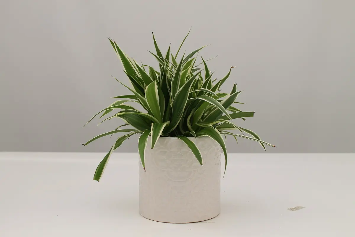 Chamaedorea elegans: la pianta da interno perfetta per decorare la tua casa - Quando fioriscono le palme chamaedorea elegans fiori - Quando fioriscono le palme