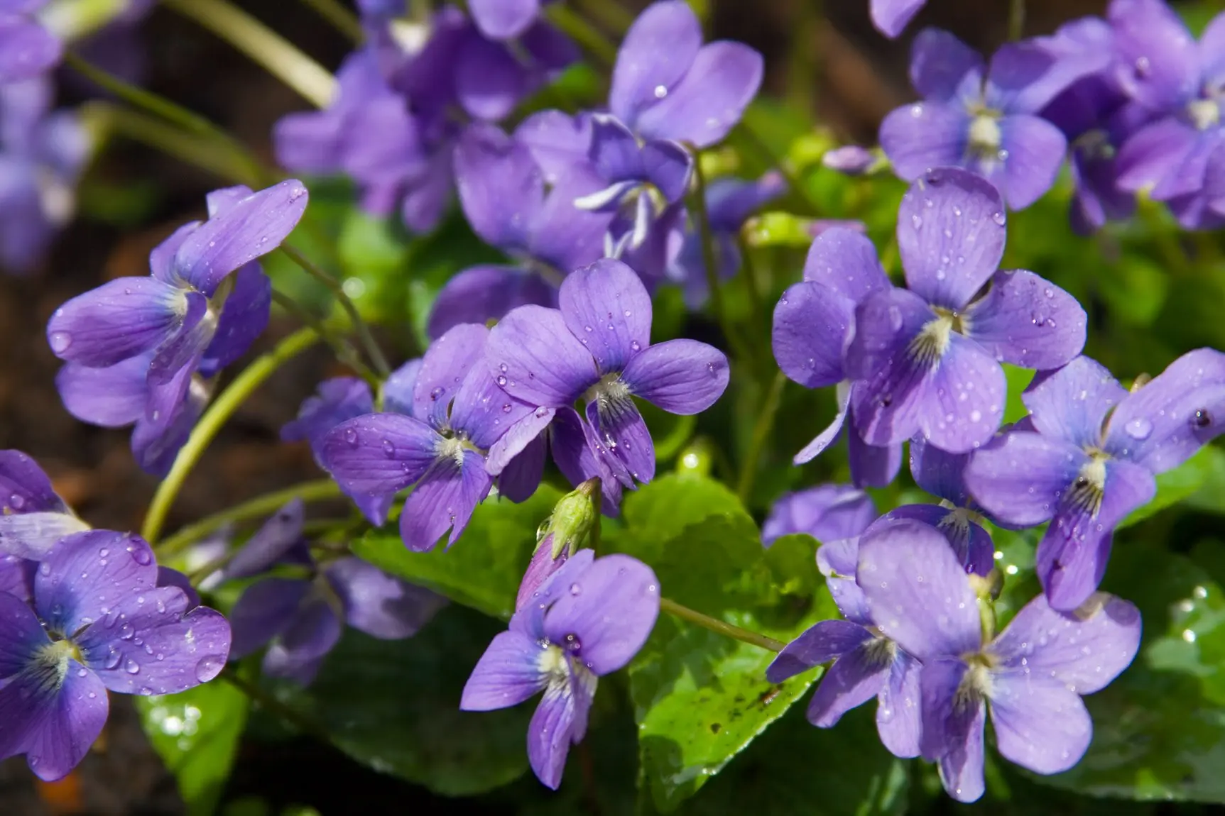 quando fioriscono le viole - Quando fioriscono le viole selvatiche