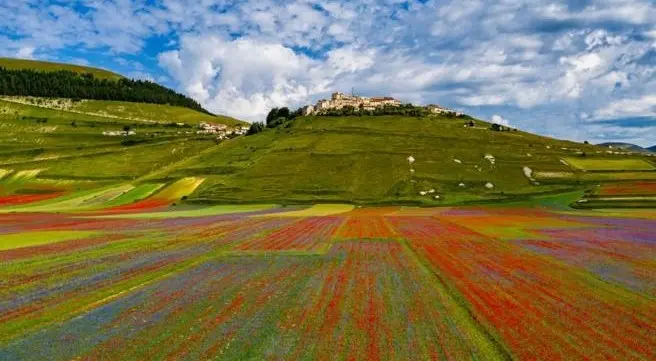 Quando Fioritura Castelluccio di Norcia 2023 - Quando Fioritura Castelluccio di Norcia 2023 fiorita castelluccio webcam - Quando Fioritura Castelluccio di Norcia 2023