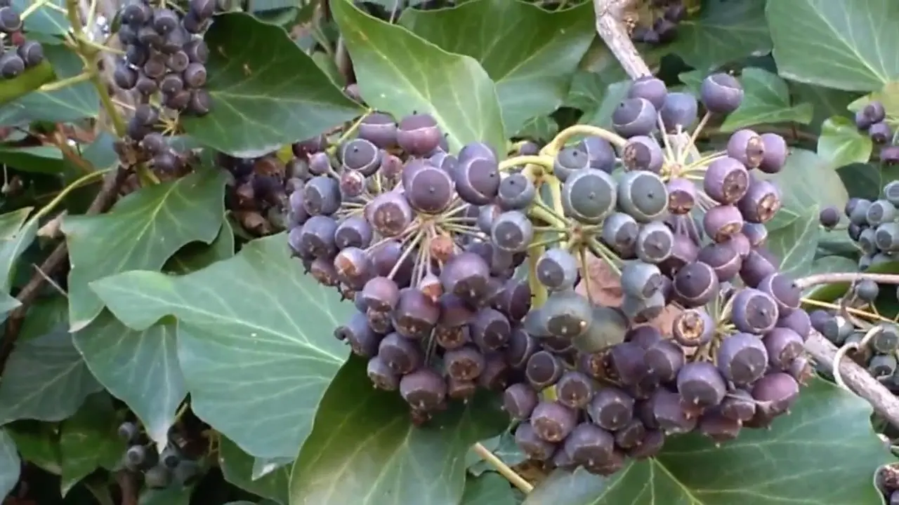 Edera Fiore: Fioritura, Fruttificazione e Velenosità - Quando fruttifica l'edera edera fiore - Quando fruttifica l'edera
