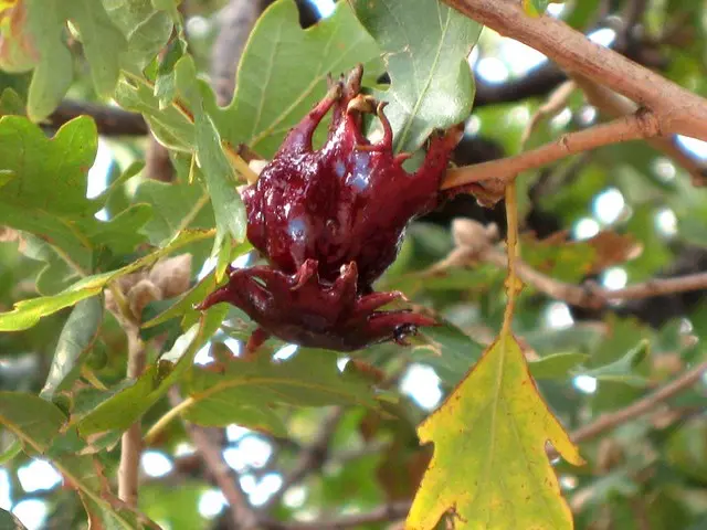 Fiore Quercia: Un albero maestoso con una storia afmaravilloso - Quando fruttifica la quercia fiore quercia - Quando fruttifica la quercia