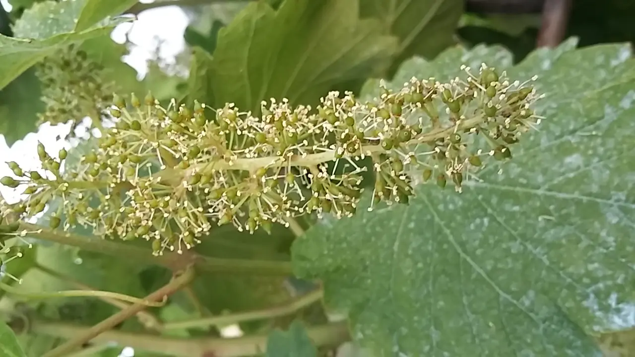 Come trattare la vite dopo la fioritura - Quando fruttifica la vite vite in fiore - Quando fruttifica la vite