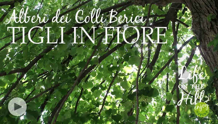 Come Fiorisce il tiglio - Quando germoglia il tiglio tigli in fiore - Quando germoglia il tiglio