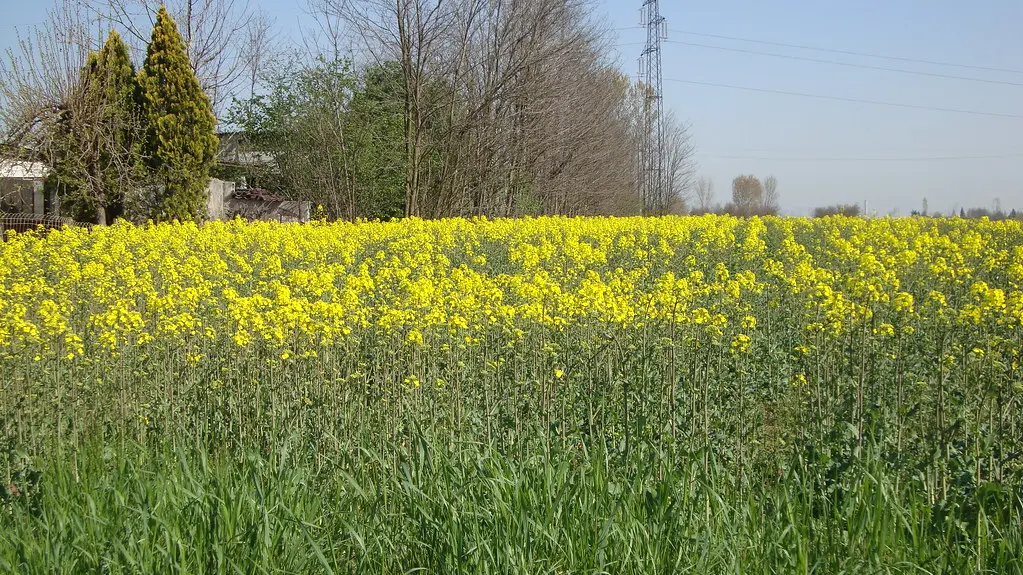 Broccolo Fiorito: il re delle verdure - Quando il broccolo fiorisce si può mangiare broccolo fiorito - Quando il broccolo fiorisce si può mangiare