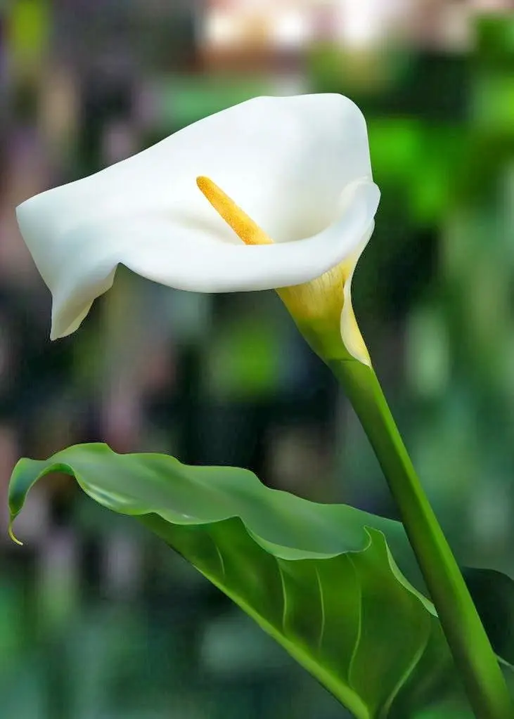 fiori calla - Quando il fiore della calla va tagliato