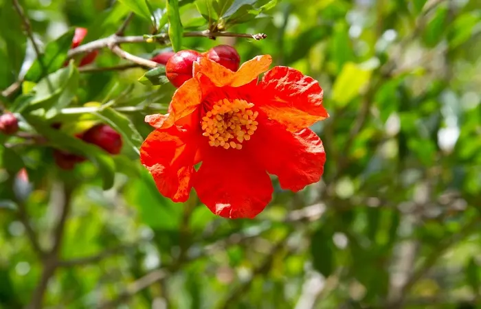 Fiori di melograno: tutto quello che devi sapere - Quando il melograno mette i fiori fiori di melograno - Quando il melograno mette i fiori