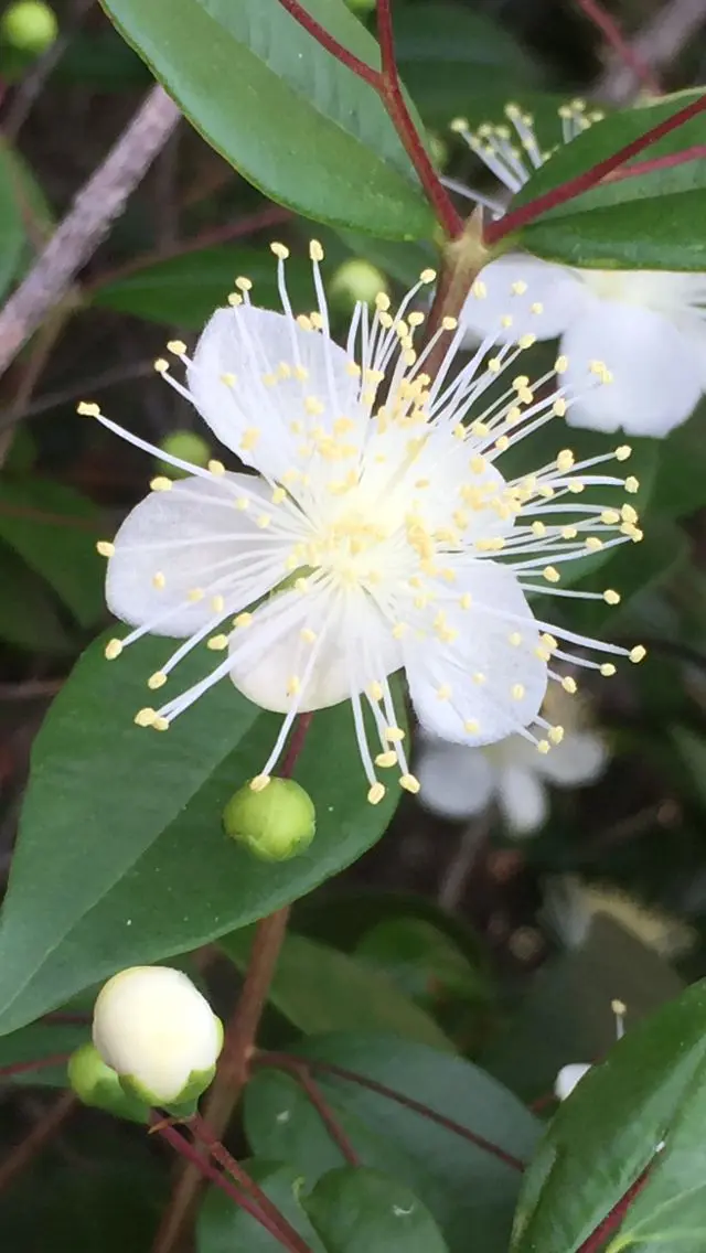 fiori di mirto - Quando il mirto fa le bacche