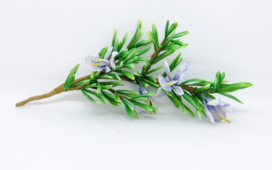 Fiore di Rosmarino: Tutto quello che devi sapere sulla pianta aromatica - Quando il rosmarino fa i fiori fiore di rosmarino - Quando il rosmarino fa i fiori