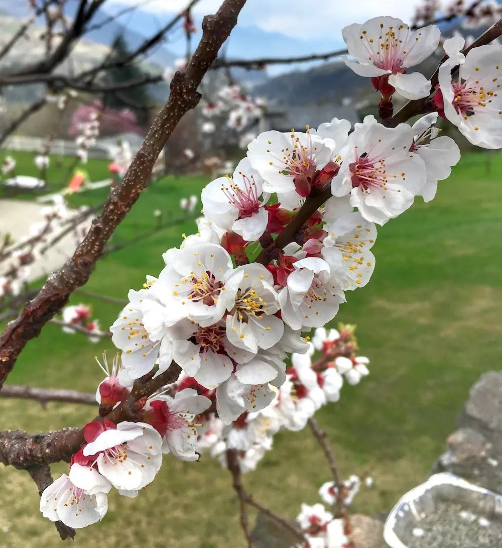 fiore albicocco - Quando inizia a fiorire l albicocco