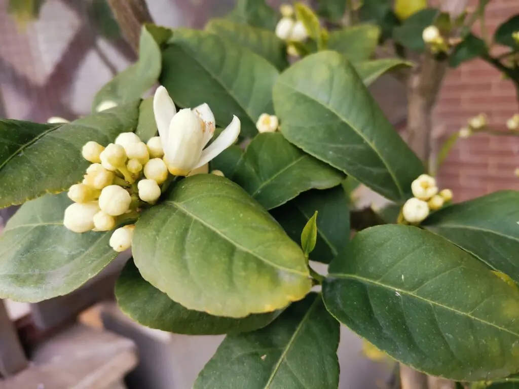 Quando fiorisce il limone: tutto quello che devi sapere - Quando inizia a germogliare il limone quando fiorisce il limone - Quando inizia a germogliare il limone