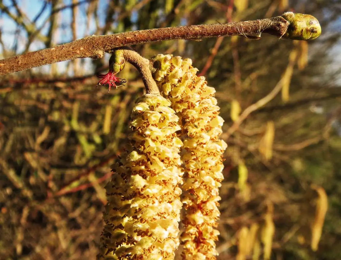 Fiore Nocciolo: Un Arbusto dai Fiori Pendenti - Quando inizia l'allergia al nocciolo fiore nocciolo - Quando inizia l'allergia al nocciolo