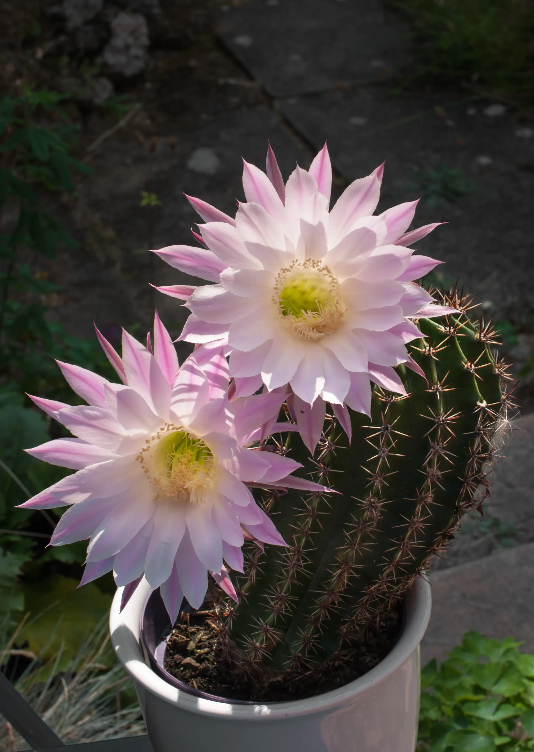 Echinopsis Fiori: La bellezza dei fiori che sbocciano di notte - Quando innaffiare Echinopsis echinopsis fiori - Quando innaffiare Echinopsis
