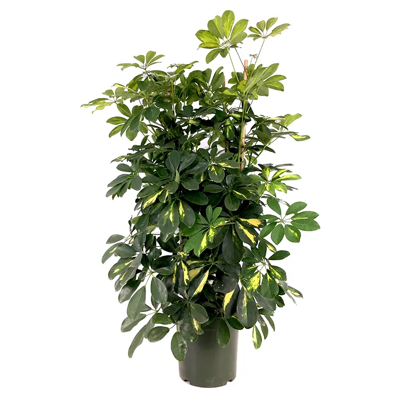 Come curare la Schefflera arboricola - Quando innaffiare la Schefflera schefflera arboricola fiori - Quando innaffiare la Schefflera