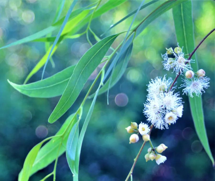 Fiori di Eucalipto: Significato e Simbolismo - Quando l eucalipto e in fiore fiori di eucalipto - Quando l eucalipto e in fiore