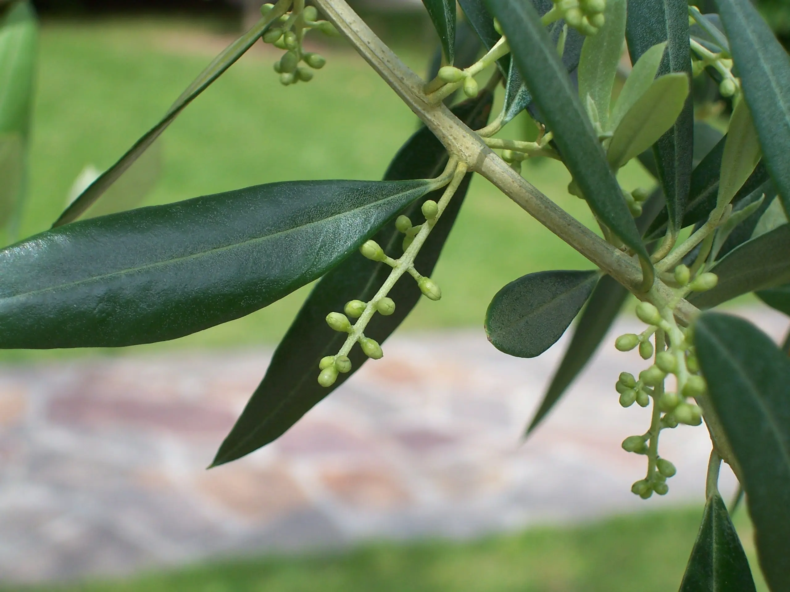fiore olivo - Quando l'ulivo e in fiore