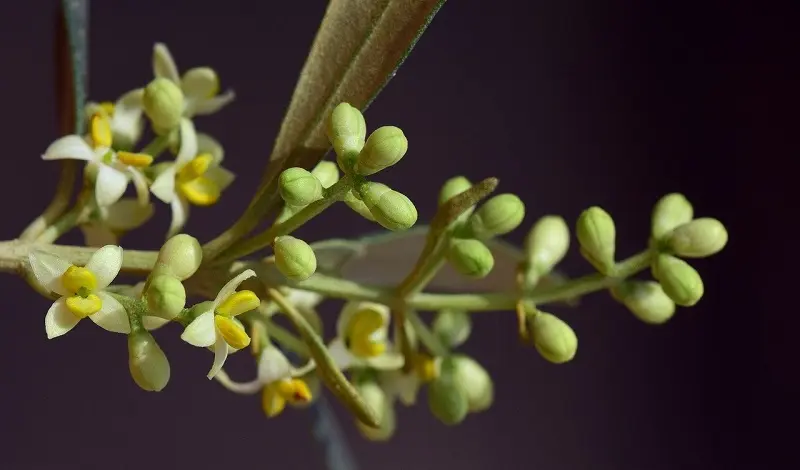 fiore olivo - Quando l'ulivo fa i fiori bianchi