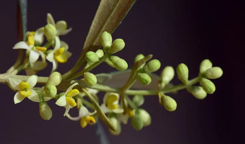 Fiore Olivo: La Fioritura dell'Olivo - Quando l'ulivo fa i fiori bianchi fiore olivo - Quando l'ulivo fa i fiori bianchi