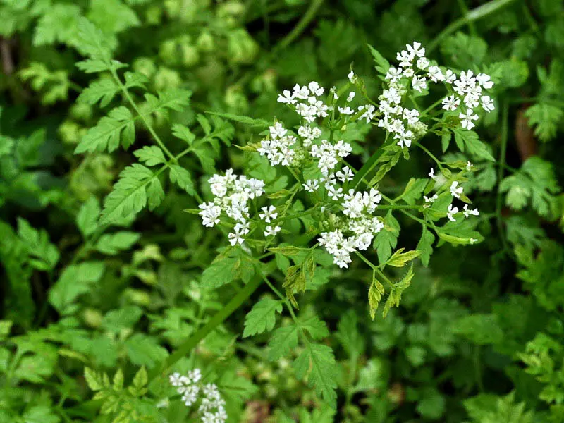 Fiore di Prezzemolo: quando la pianta del prezzemolo fa i fiori - Quando la pianta del prezzemolo fa i fiori fiore di prezzemolo - Quando la pianta del prezzemolo fa i fiori