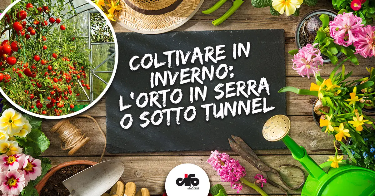 Serra per fiori: una soluzione innovativa per la coltivazione di piante - Quando mettere in serra le piante serra per fiori - Quando mettere in serra le piante