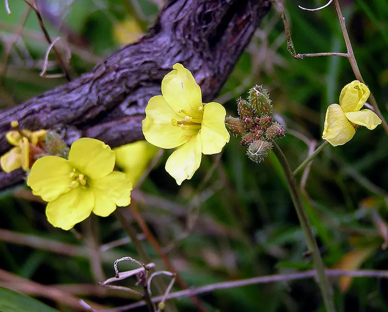 fiori rucola - Quando non mangiare la rucola