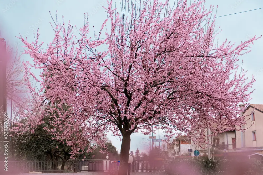 ciliegio fiorito - Quando perde i fiori il ciliegio