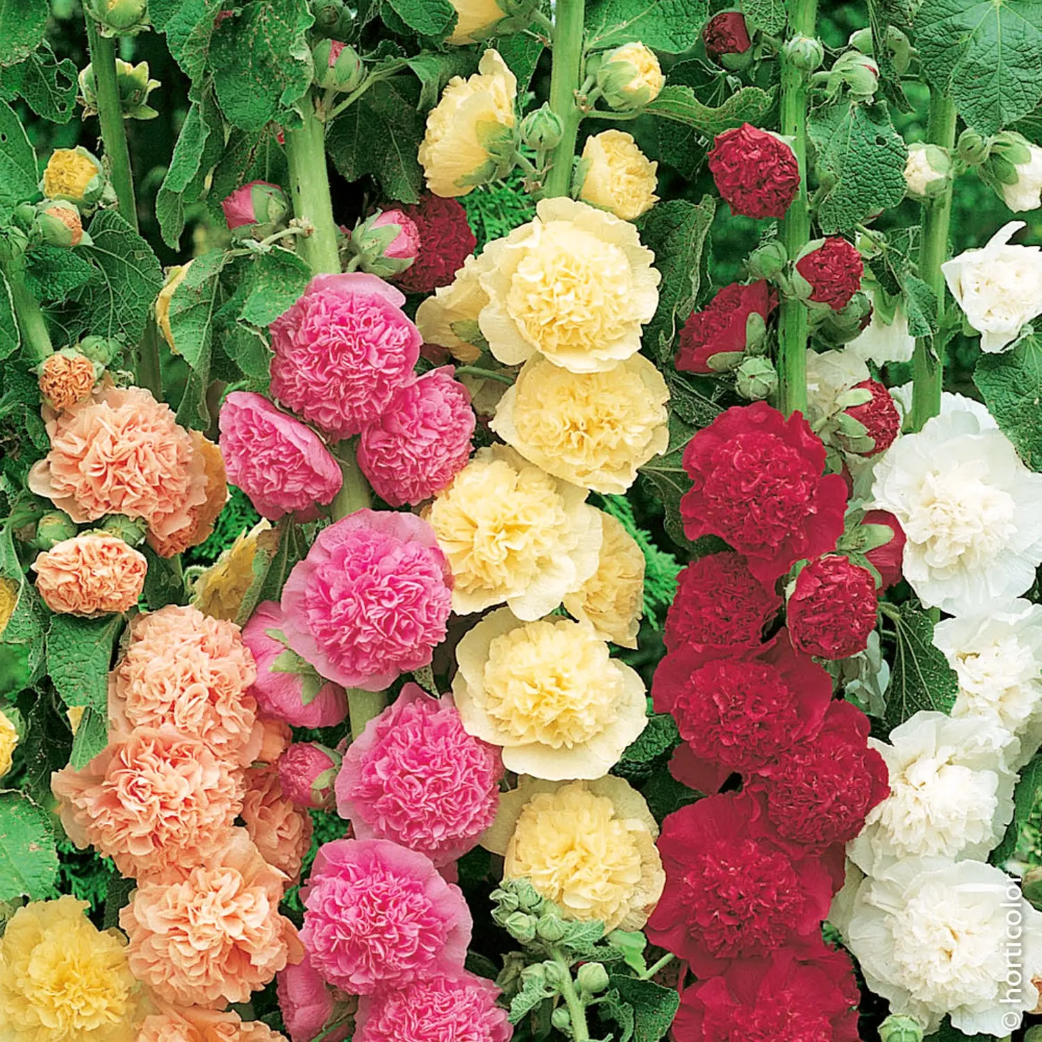 Fiori Altea - Un tocco di colore nel tuo giardino - Quando piantare Altea fiori altea - Quando piantare Altea