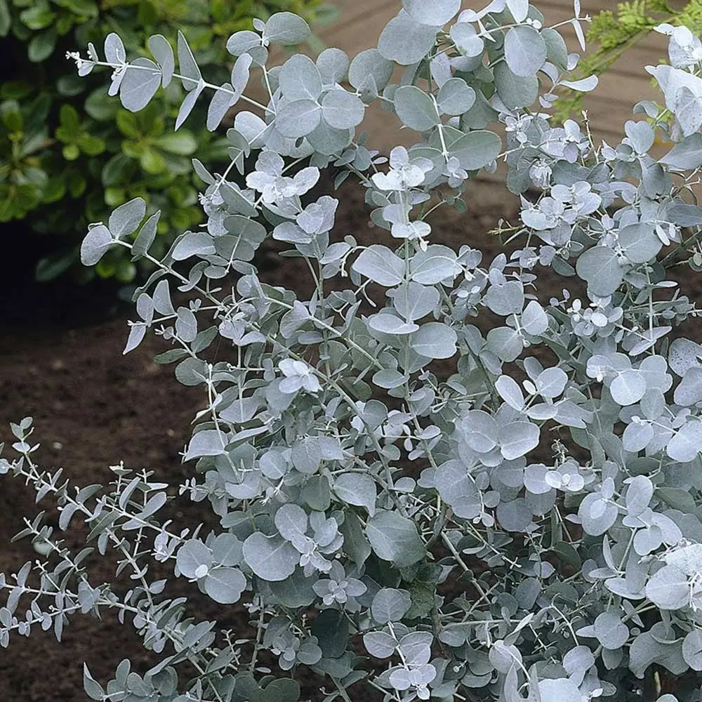 eucalipto gunnii fiori - Quando piantare eucalipto Gunnii