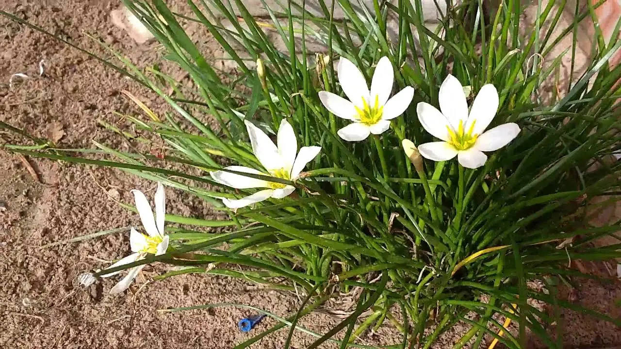 fiori di zefiro - Quando piantare i bulbi di zephyranthes
