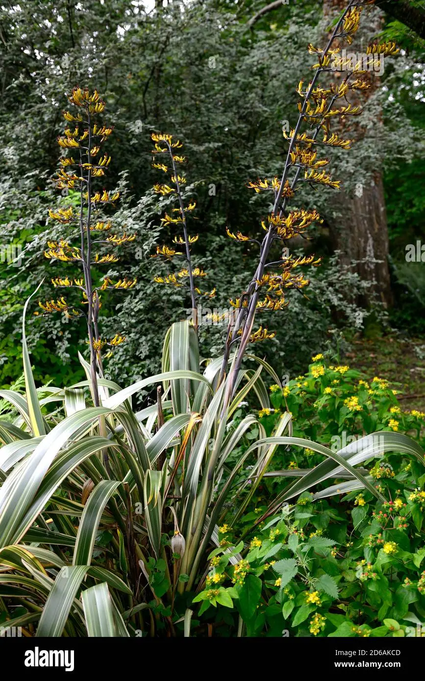 Phormium Fiori: La bellezza e la versatilità delle piante Phormium - Quando piantare il Phormium phormium fiori - Quando piantare il Phormium