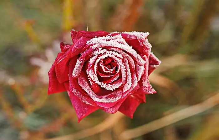 rose che fioriscono in inverno - Quando piantare la rosa d'inverno