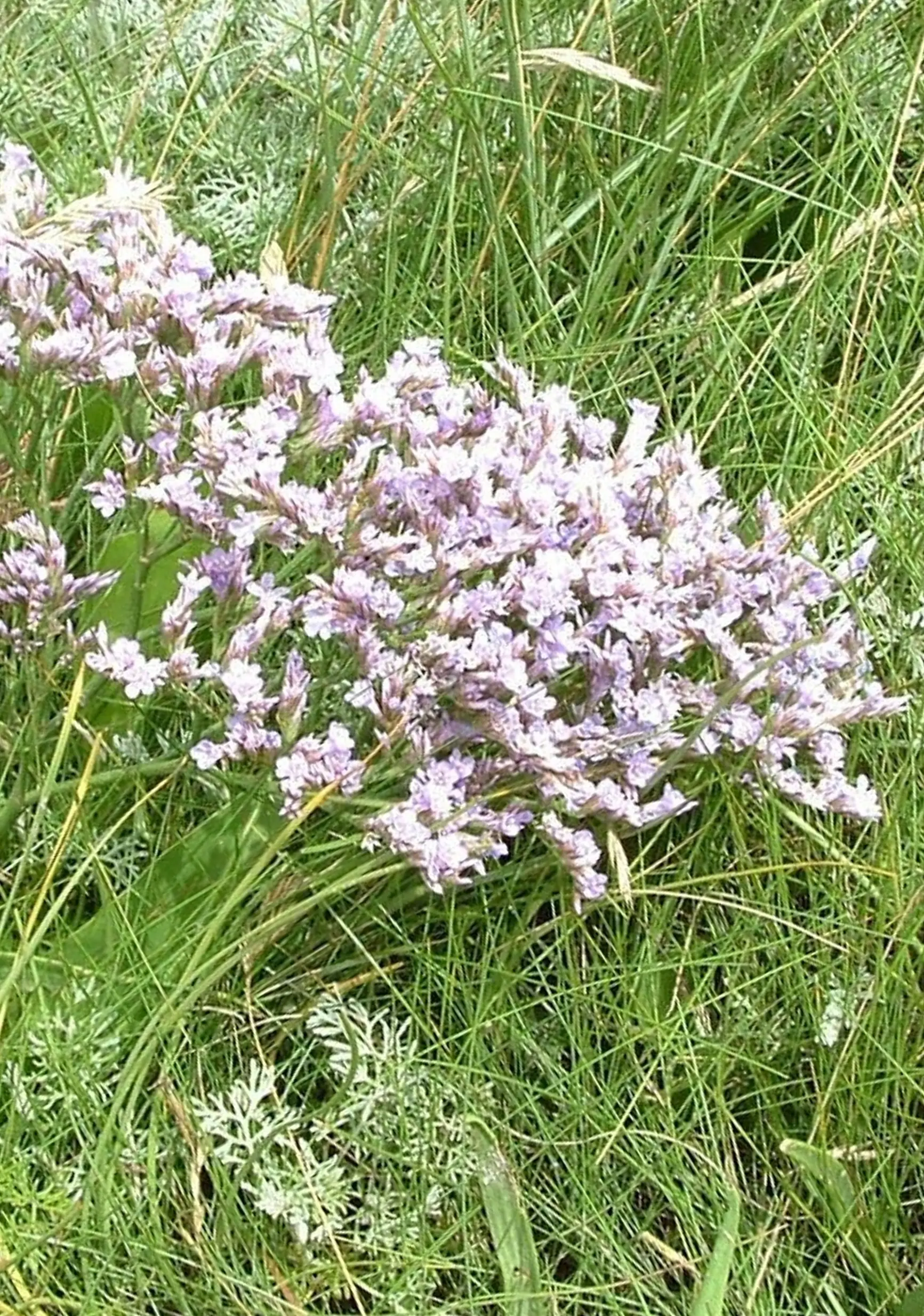 Limonium Fiori: La Guida Completa alla Coltivazione e Cura - Quando piantare Limonium limonium fiori - Quando piantare Limonium