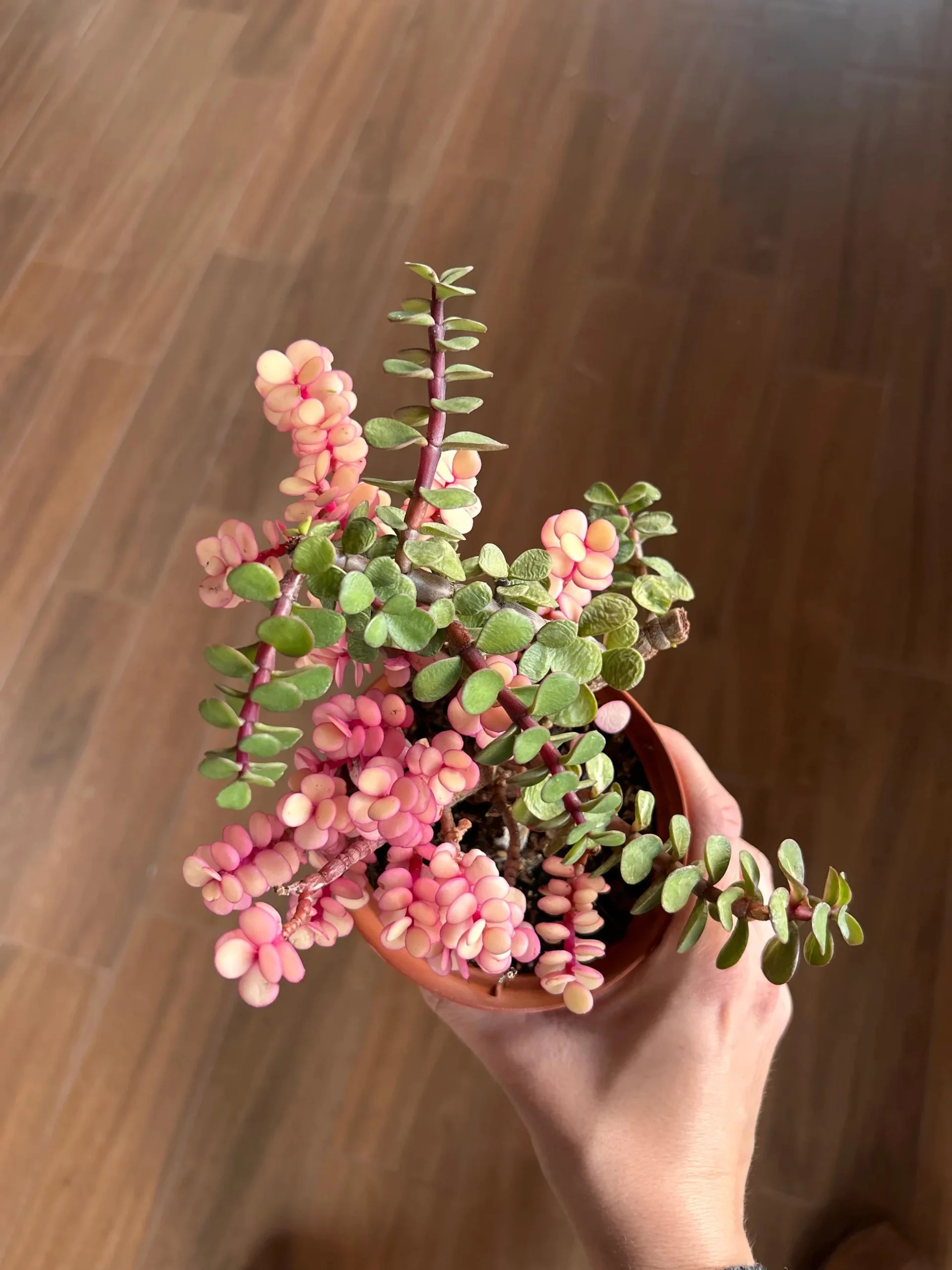 Portulacaria Afra Fiore: una guida completa per la coltivazione di questa pianta succulenta - Quando potare la Portulacaria Afra portulacaria afra fiore - Quando potare la Portulacaria Afra