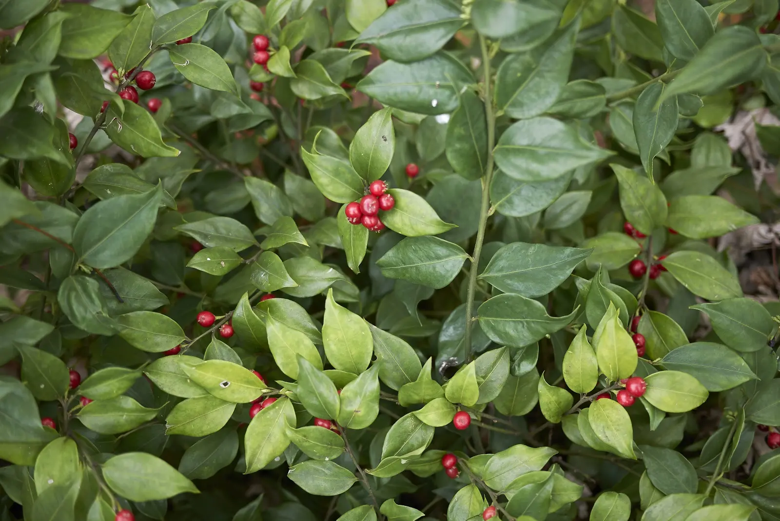 sarcococca fiore profumato da ombra - Quando potare la Sarcococca