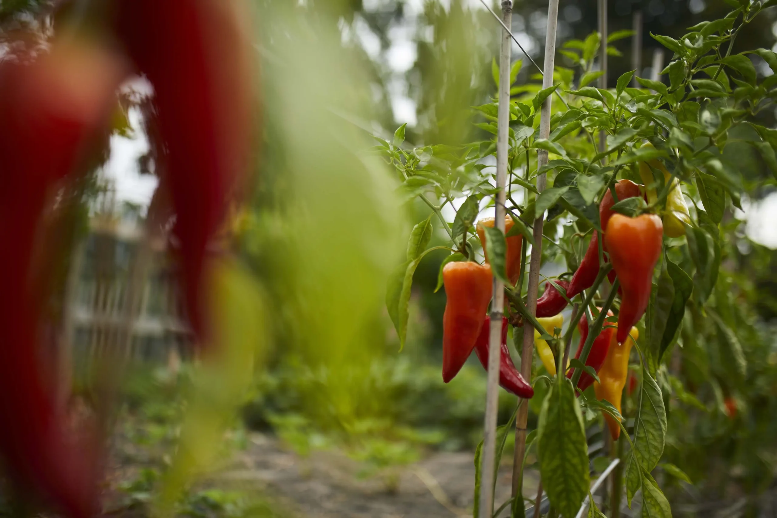 Fiori di Peperoni: Una guida completa alla coltivazione e alla cura - Quando raccogliere i peperoni in vaso fiori di peperoni - Quando raccogliere i peperoni in vaso