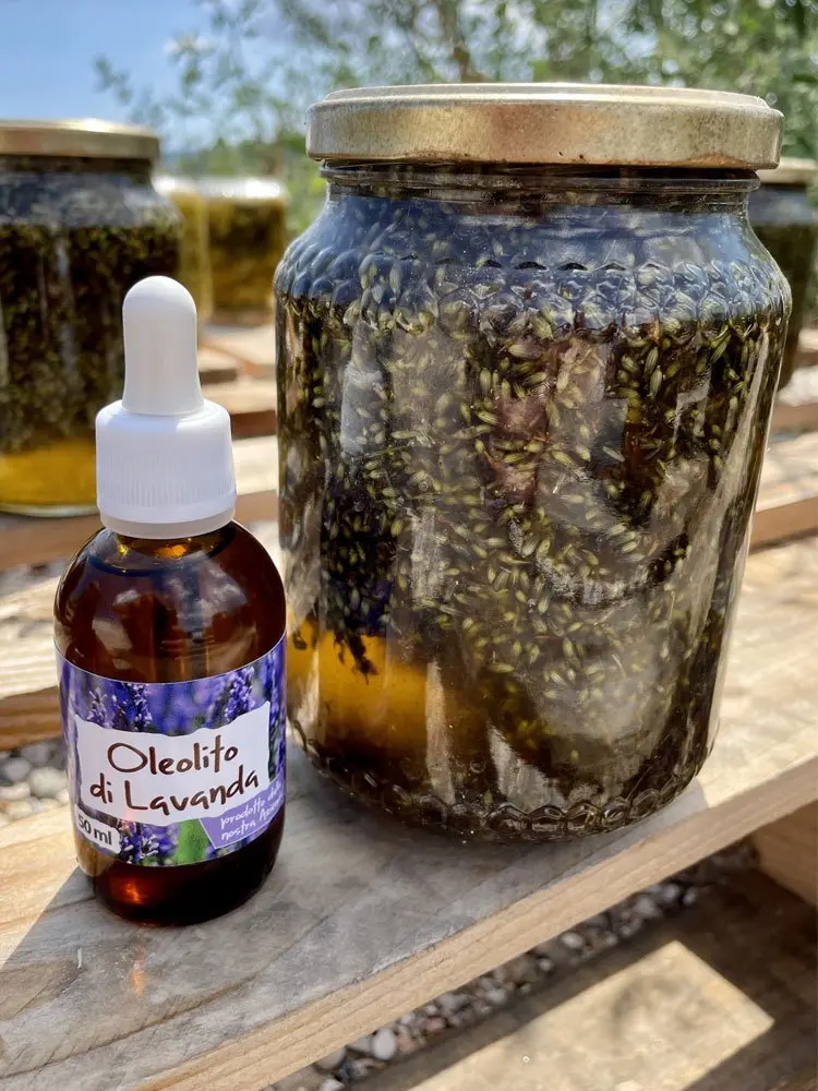 oleolito di lavanda con fiori freschi - Quando raccogliere la lavanda per fare l oleolito